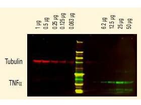 Rabbit anti-Goat IgG (H+L) Secondary Antibody [DyLight 800]