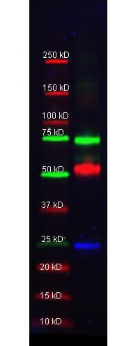 Donkey anti-Goat IgG (H+L) Secondary Antibody [DyLight 649] (Pre-adsorbed)