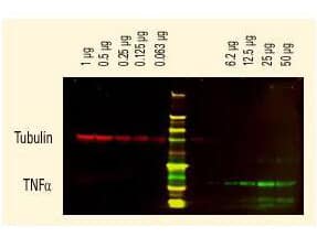 Goat anti-Human IgM Heavy Chain Secondary Antibody [DyLight 680]