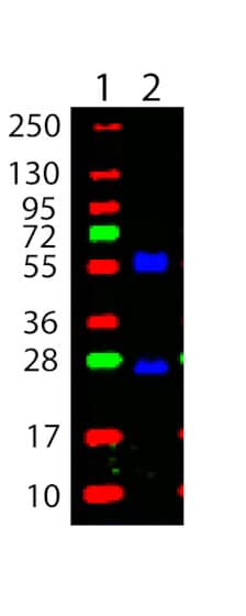 Goat anti-Mouse IgG (H+L) Secondary Antibody [DyLight 488] (Pre-adsorbed)