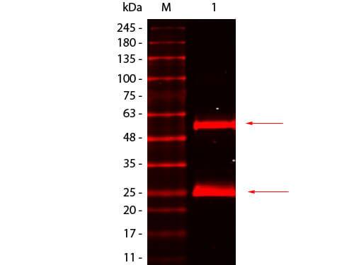 Goat anti-Mouse IgG (H+L) Secondary Antibody [DyLight 680] (Pre-adsorbed)