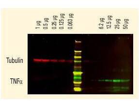 Goat anti-Rabbit IgG Fc Secondary Antibody [DyLight 680]