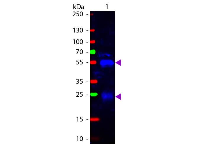 Goat anti-Rabbit IgG (H+L) Secondary Antibody [FITC] (Pre-adsorbed)