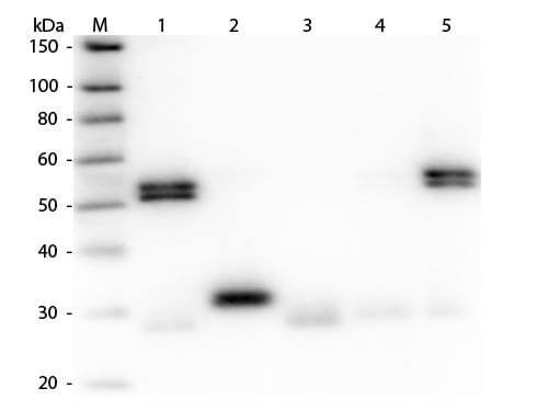 Goat anti-Rat IgG (H+L) Secondary Antibody [Biotin] (Pre-adsorbed)