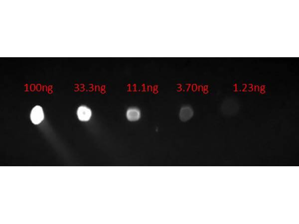 Goat anti-Human IgG Fc Secondary Antibody [FITC] (Pre-adsorbed)