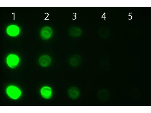 Goat anti-Human IgA/IgG/IgM (H+L) Secondary Antibody [FITC]
