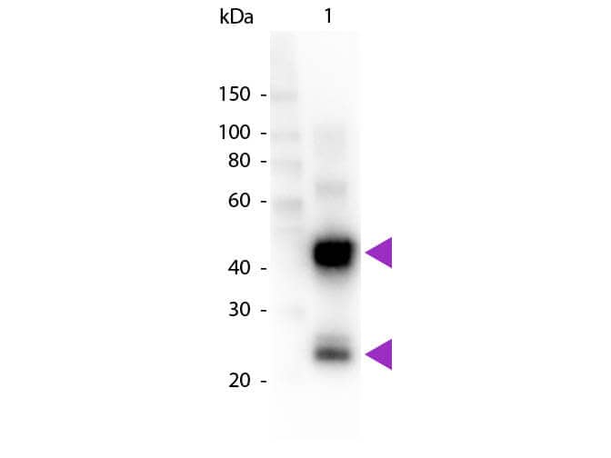 Goat anti-Porcine IgG (H+L) Secondary Antibody [HRP]