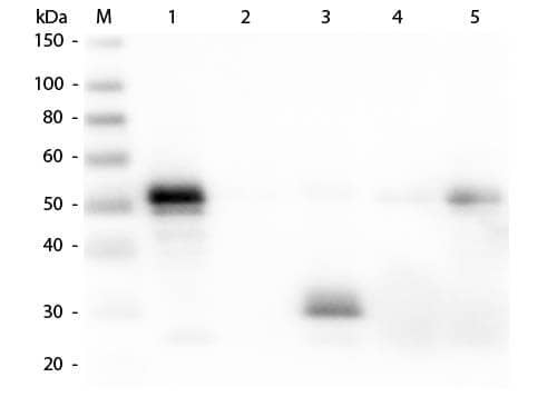 Donkey anti-Rabbit IgG Fc Secondary Antibody [Biotin]