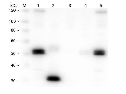 Goat anti-Rat IgG Fc Secondary Antibody [Biotin]
