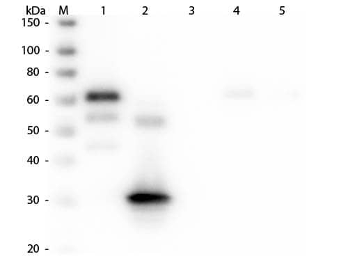 Rabbit anti-Chicken IgG Fc Secondary Antibody [Texas Red]