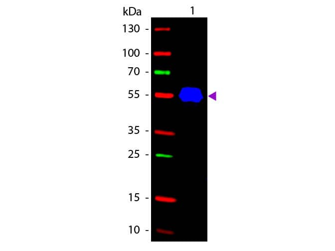 Rabbit anti-Mouse IgG2a Heavy Chain Secondary Antibody [FITC]