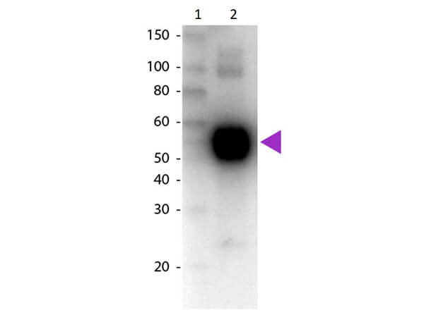 Goat anti-Rat IgA Heavy Chain Secondary Antibody [Biotin]