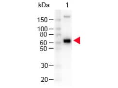 Goat anti-Monkey IgM Heavy Chain Secondary Antibody [HRP]