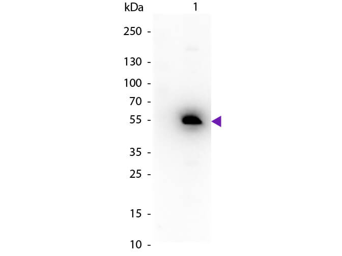 Rabbit anti-Mouse IgG1 Heavy Chain Secondary Antibody [HRP]
