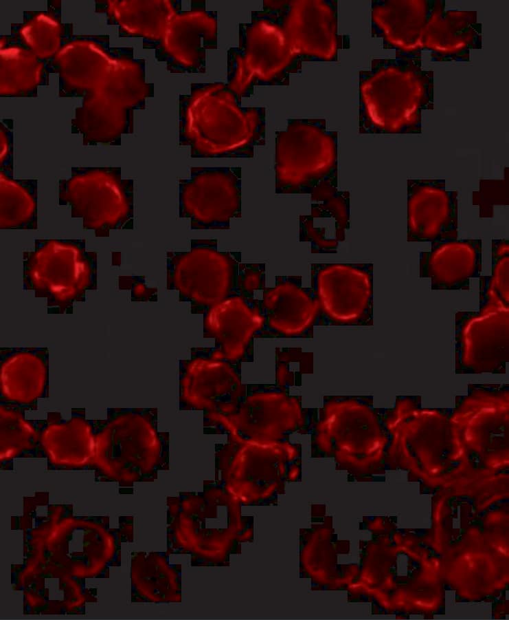 Bim Antibody (1C2H4) - BSA Free