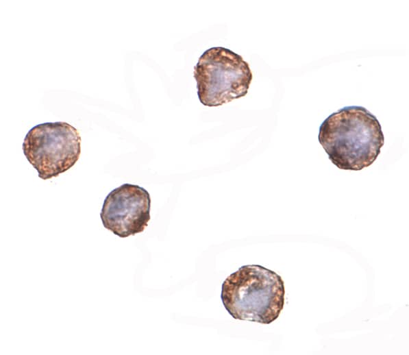 XBP1 Antibody (3H1G4) - BSA Free