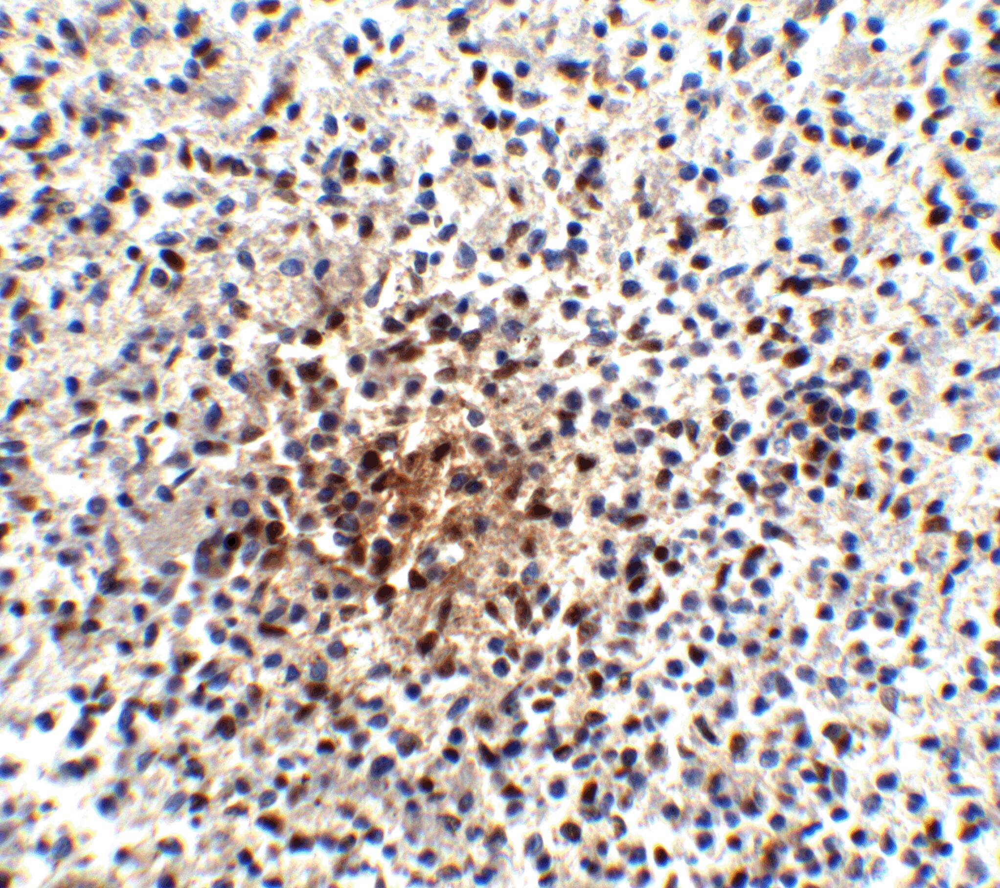 PD-1 Antibody (7A11B1) - BSA Free