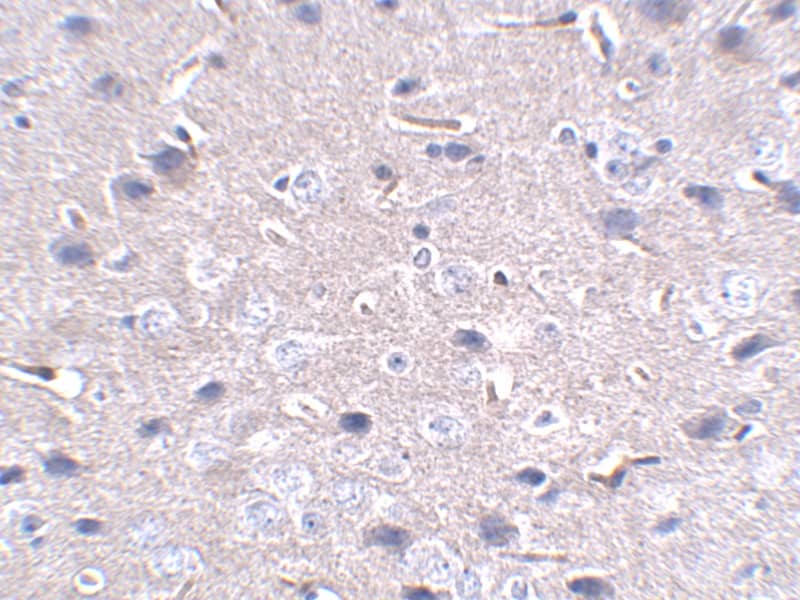 PD-1 Antibody (12A7D7) - BSA Free