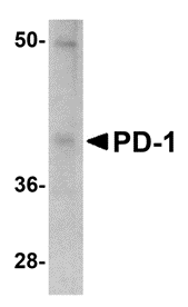 PD-1 Antibody (12A7D7) - BSA Free