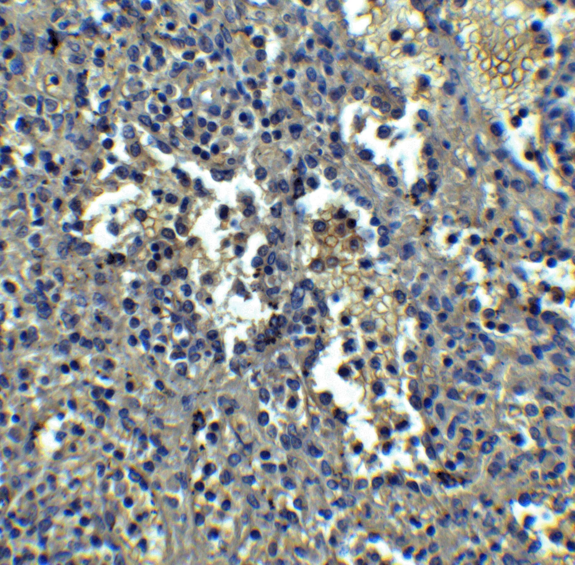 Orai1 Antibody (3F6H5) - BSA Free