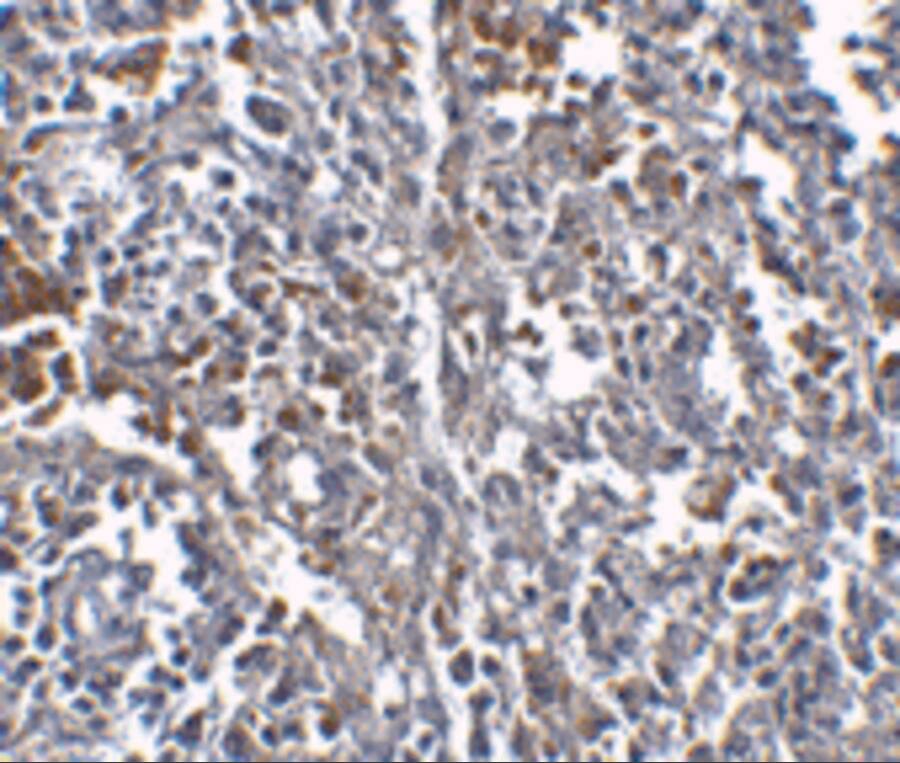 Orai1 Antibody (3F6H5) - BSA Free