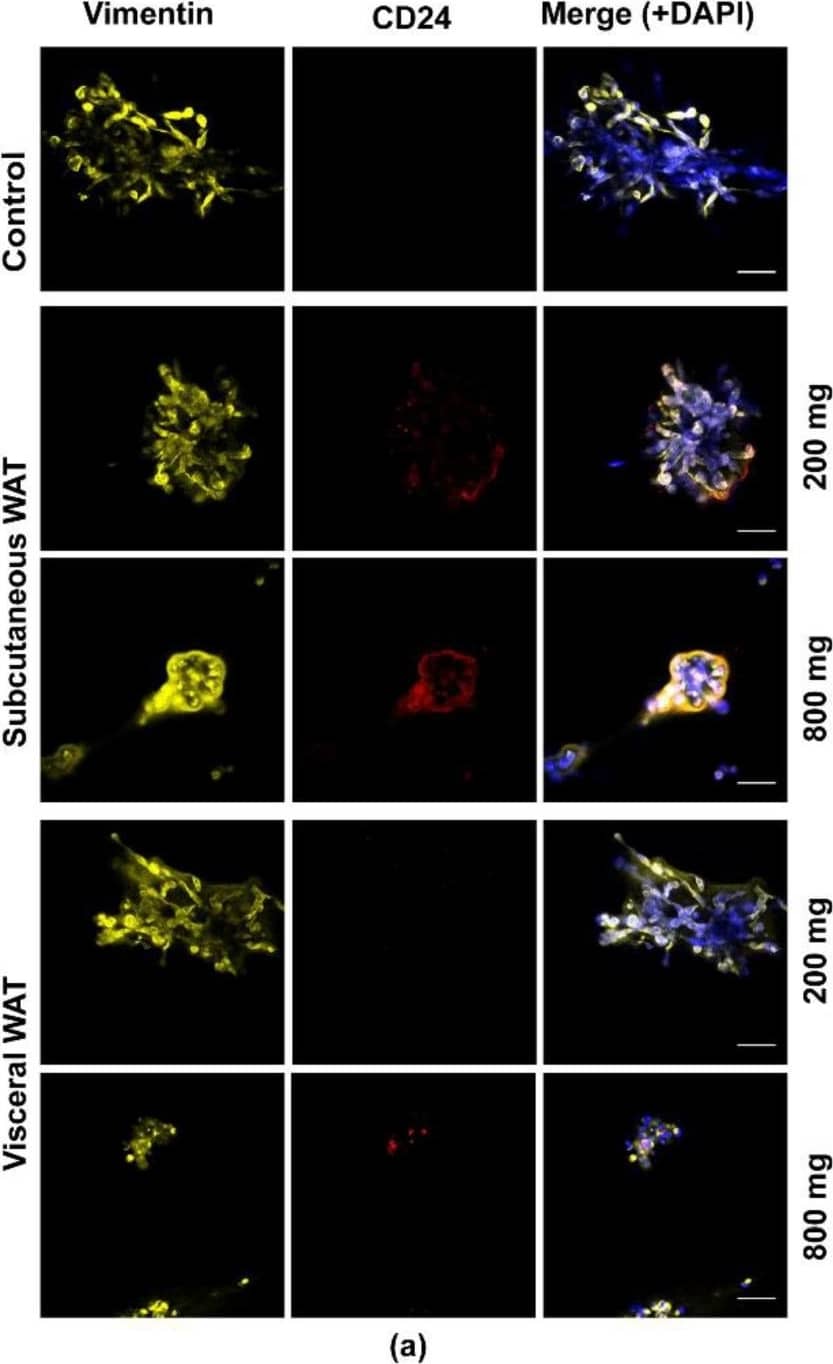 Donkey anti-Mouse IgG (H+L) Secondary Antibody [DyLight 594] (Pre-adsorbed)