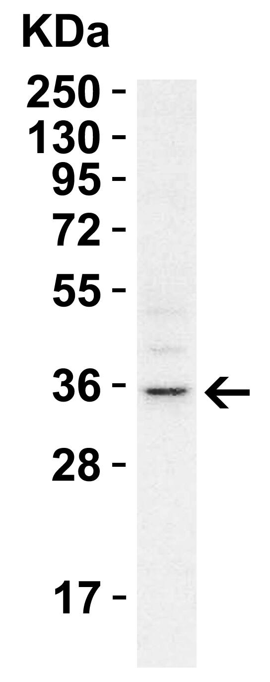RHBDD1 Antibody - BSA Free