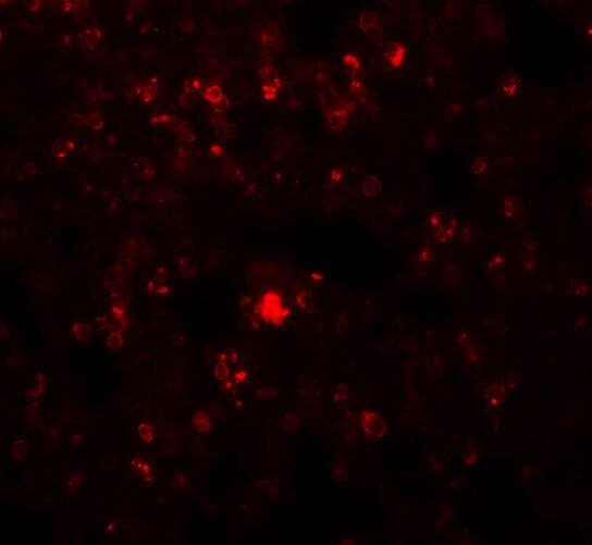 RHBDD2 Antibody - BSA Free