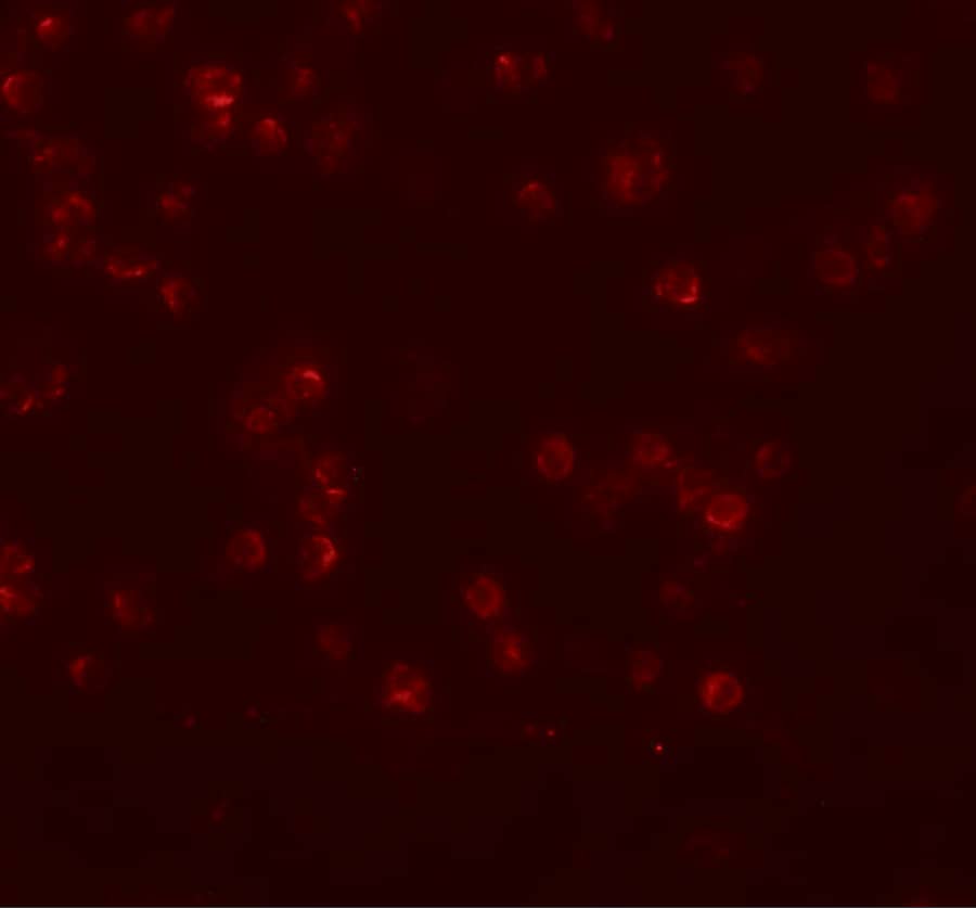 ANAPC13 Antibody - BSA Free