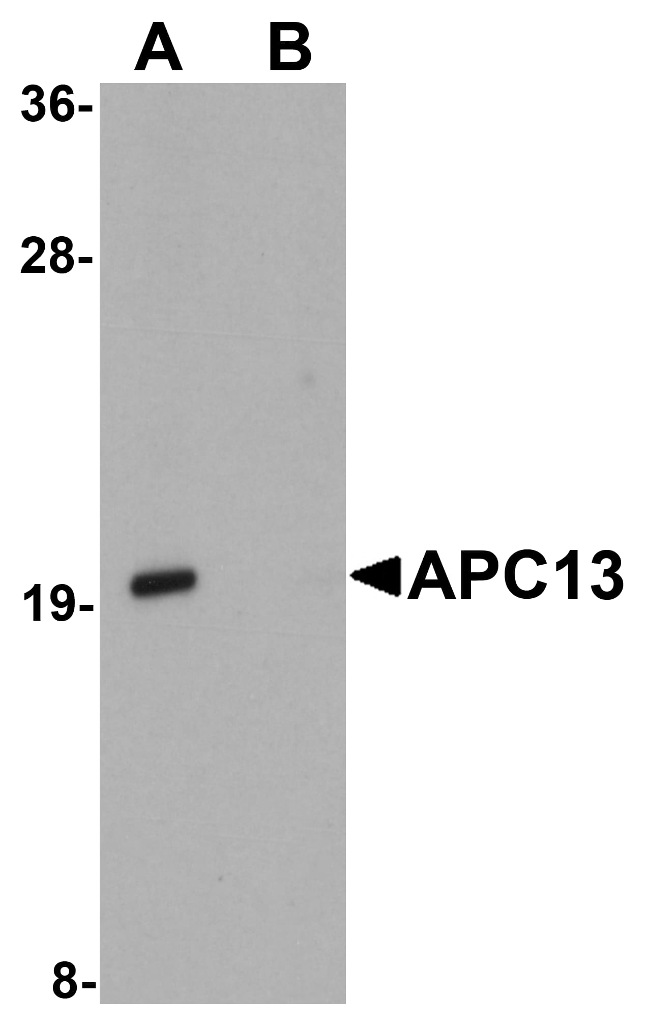 ANAPC13 Antibody - BSA Free