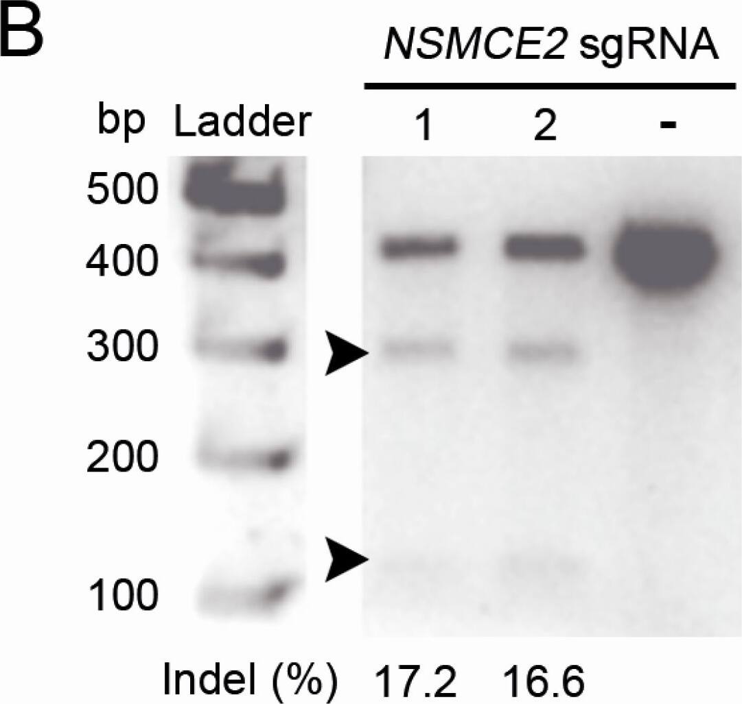 Nse2 Antibody - BSA Free