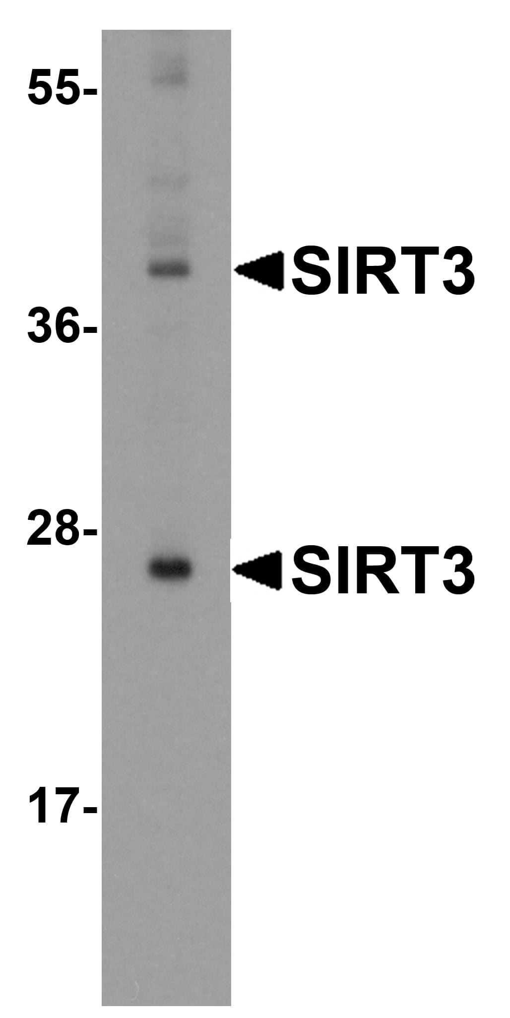 Sirtuin 3/SIRT3 Antibody - BSA Free