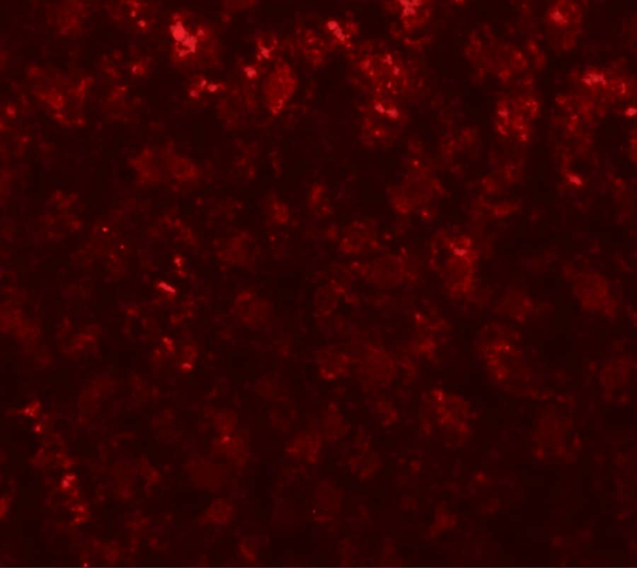 alpha-Fetoprotein/AFP Antibody - BSA Free