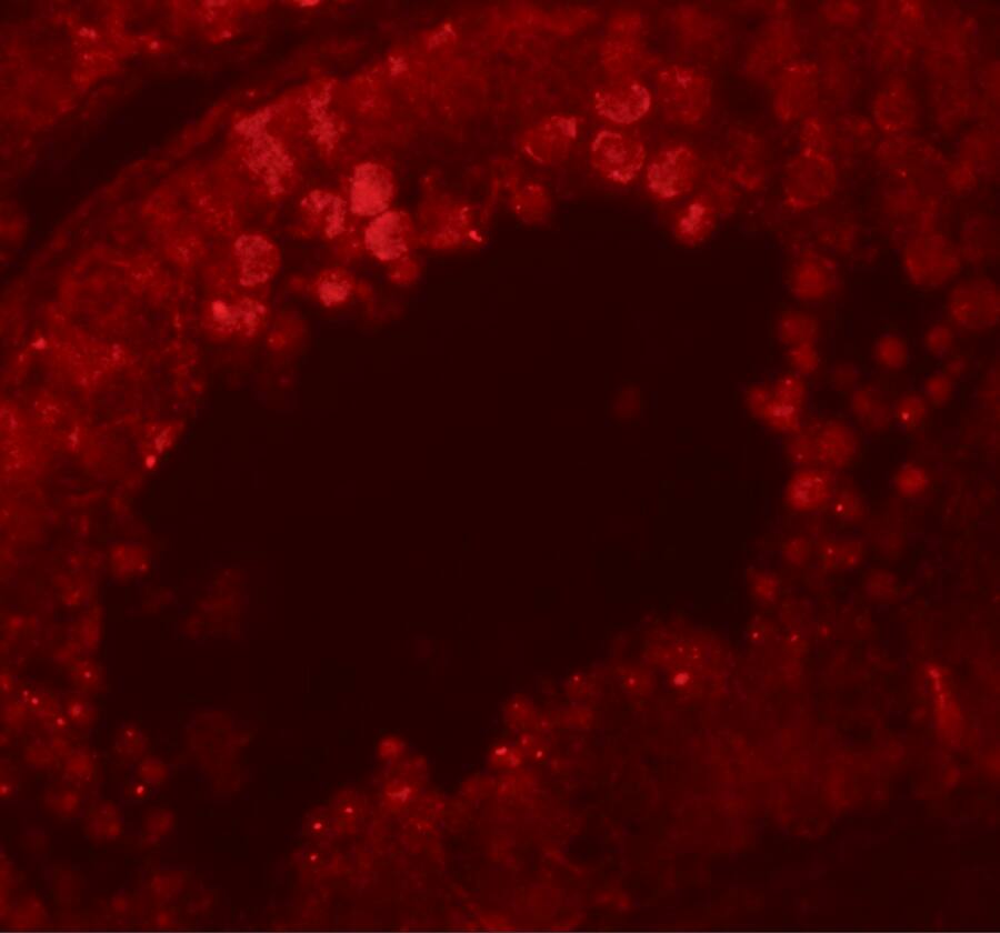 CRISP-2 Antibody - BSA Free