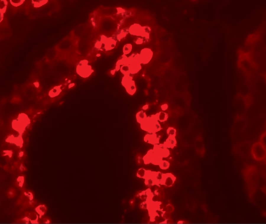 MSY2 Antibody - BSA Free