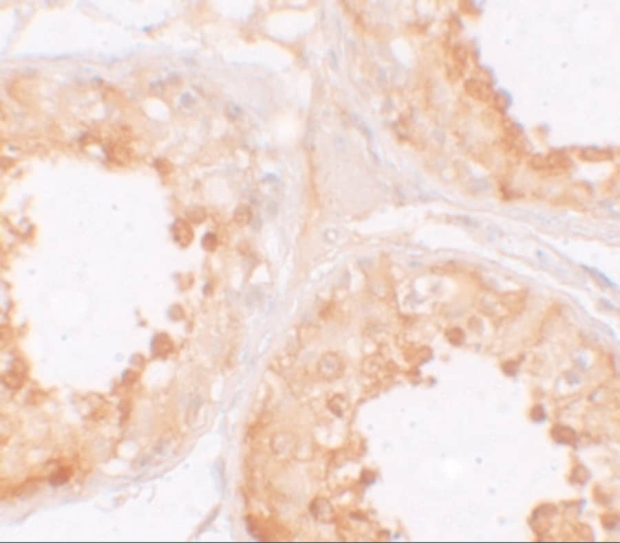 MSY2 Antibody - BSA Free