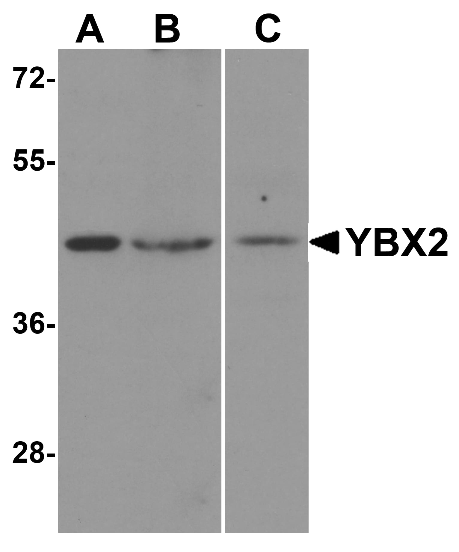 MSY2 Antibody - BSA Free