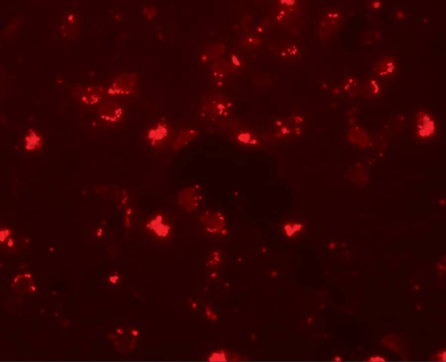 SH3RF2 Antibody - BSA Free