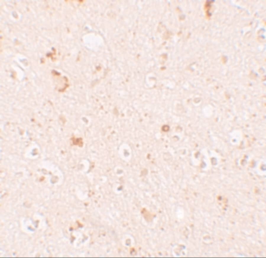 SH3RF2 Antibody - BSA Free