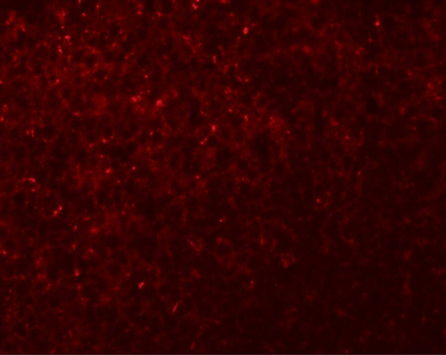 NLRX1 Antibody - BSA Free