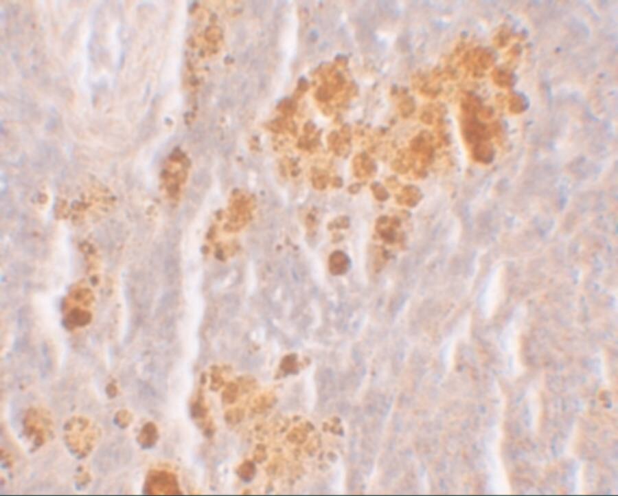 NLRX1 Antibody - BSA Free