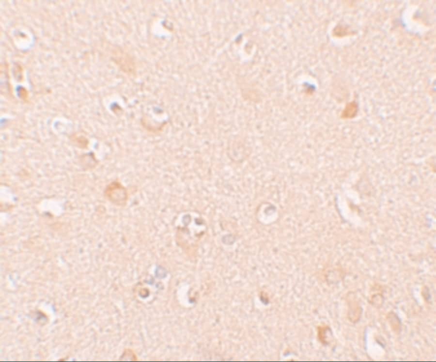 NLRP5 Antibody - BSA Free