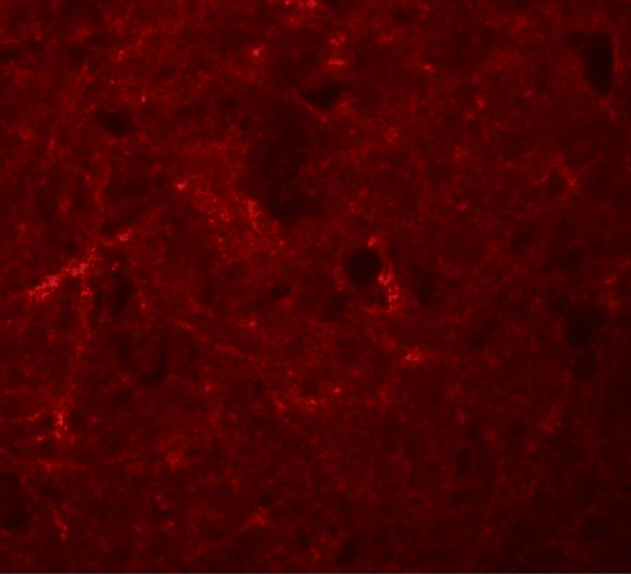 NLRP7 Antibody - BSA Free