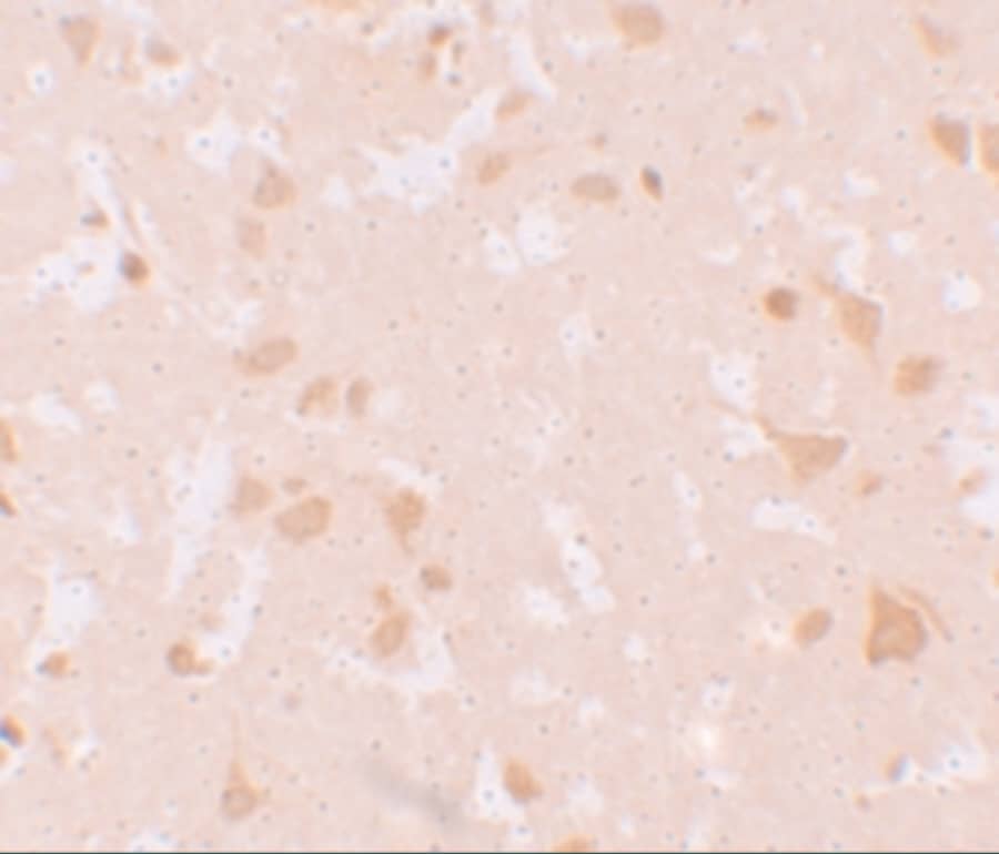 NLRP7 Antibody - BSA Free