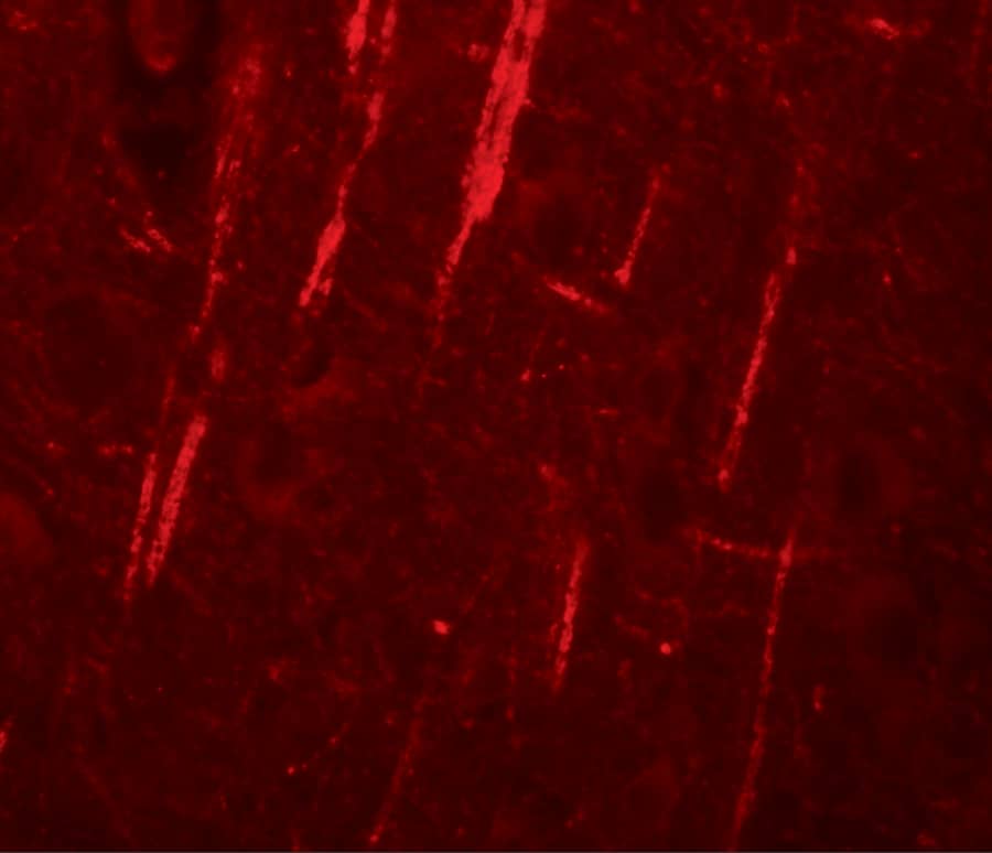 NALP12 Antibody - BSA Free