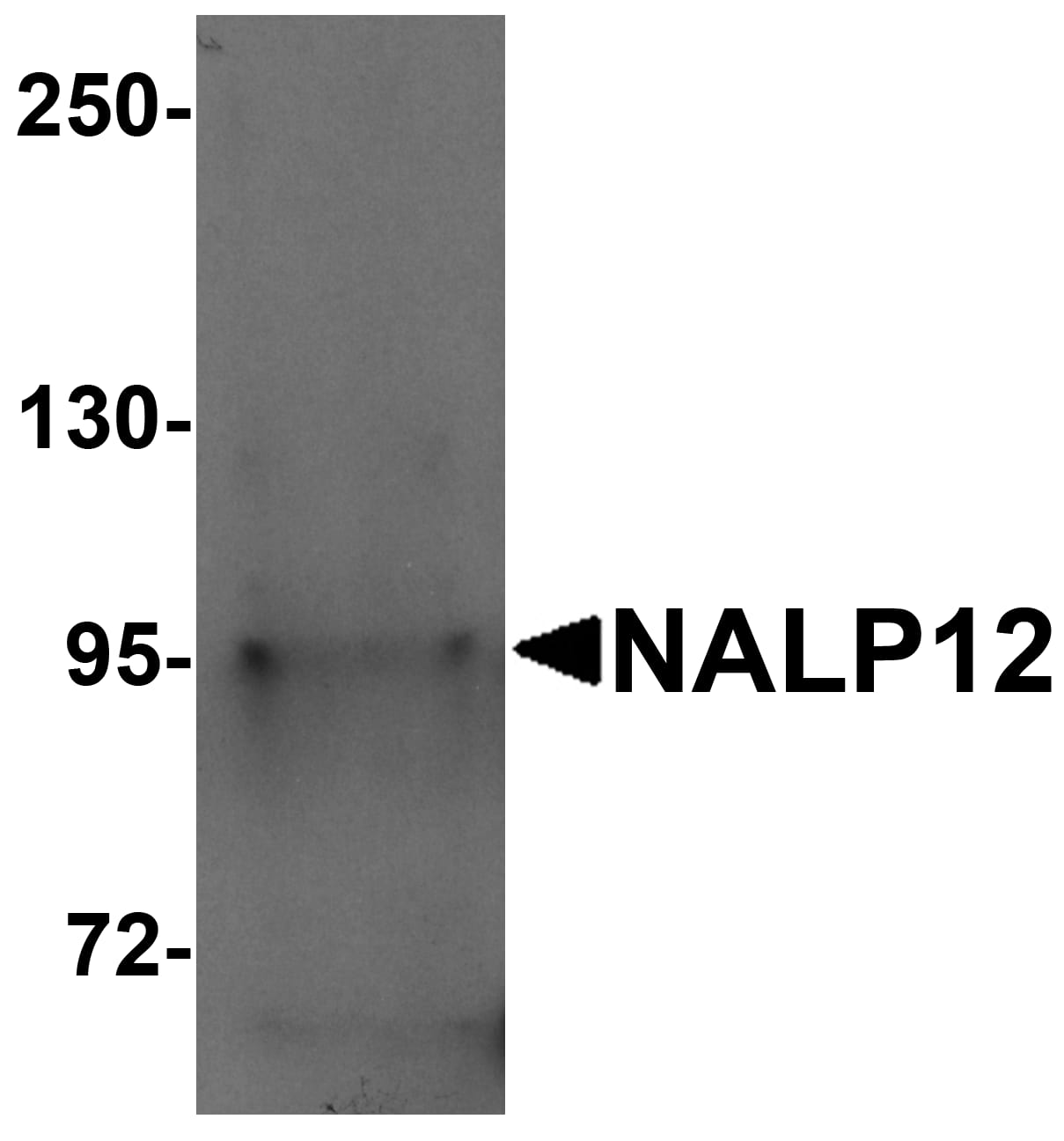 NALP12 Antibody - BSA Free