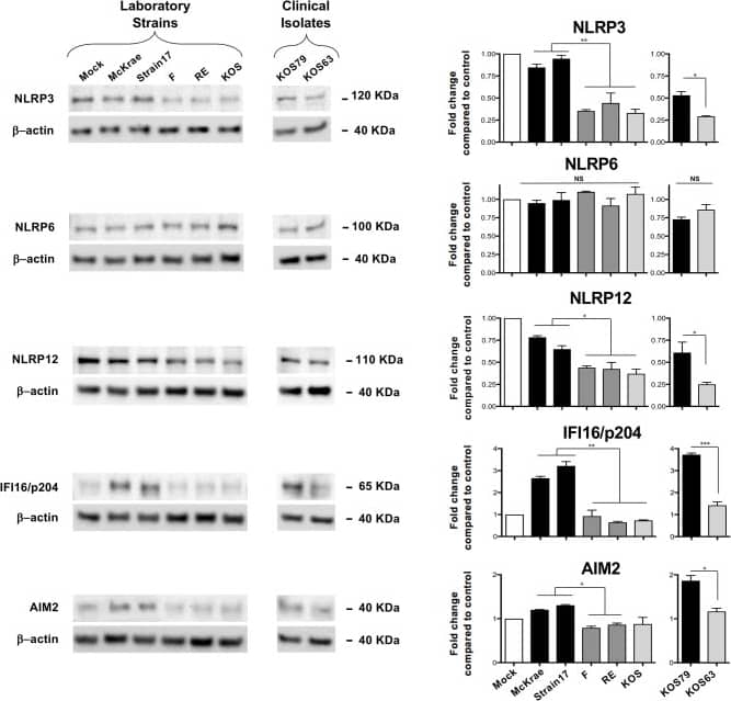 NALP12 Antibody - BSA Free