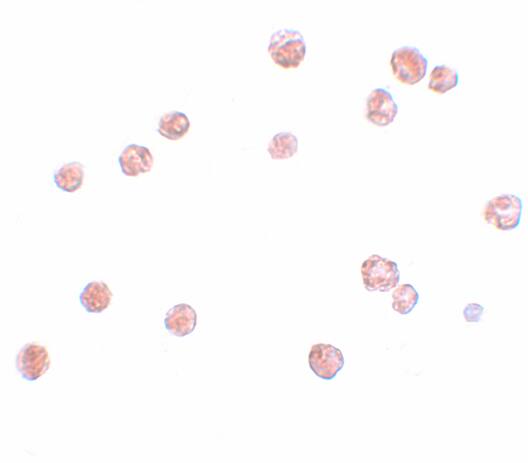 NLRP13 Antibody - BSA Free