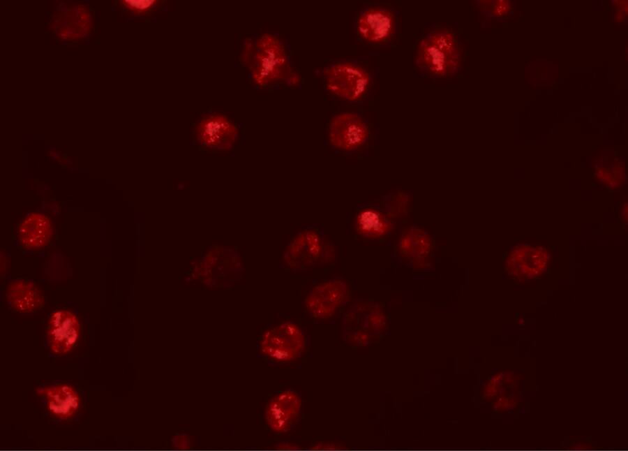 NLRP13 Antibody - BSA Free