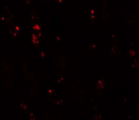 BANP Antibody - BSA Free